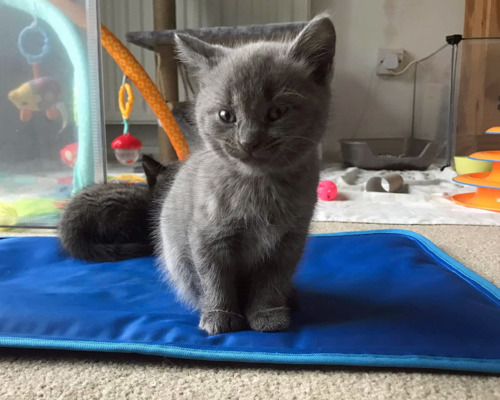 grey kitten