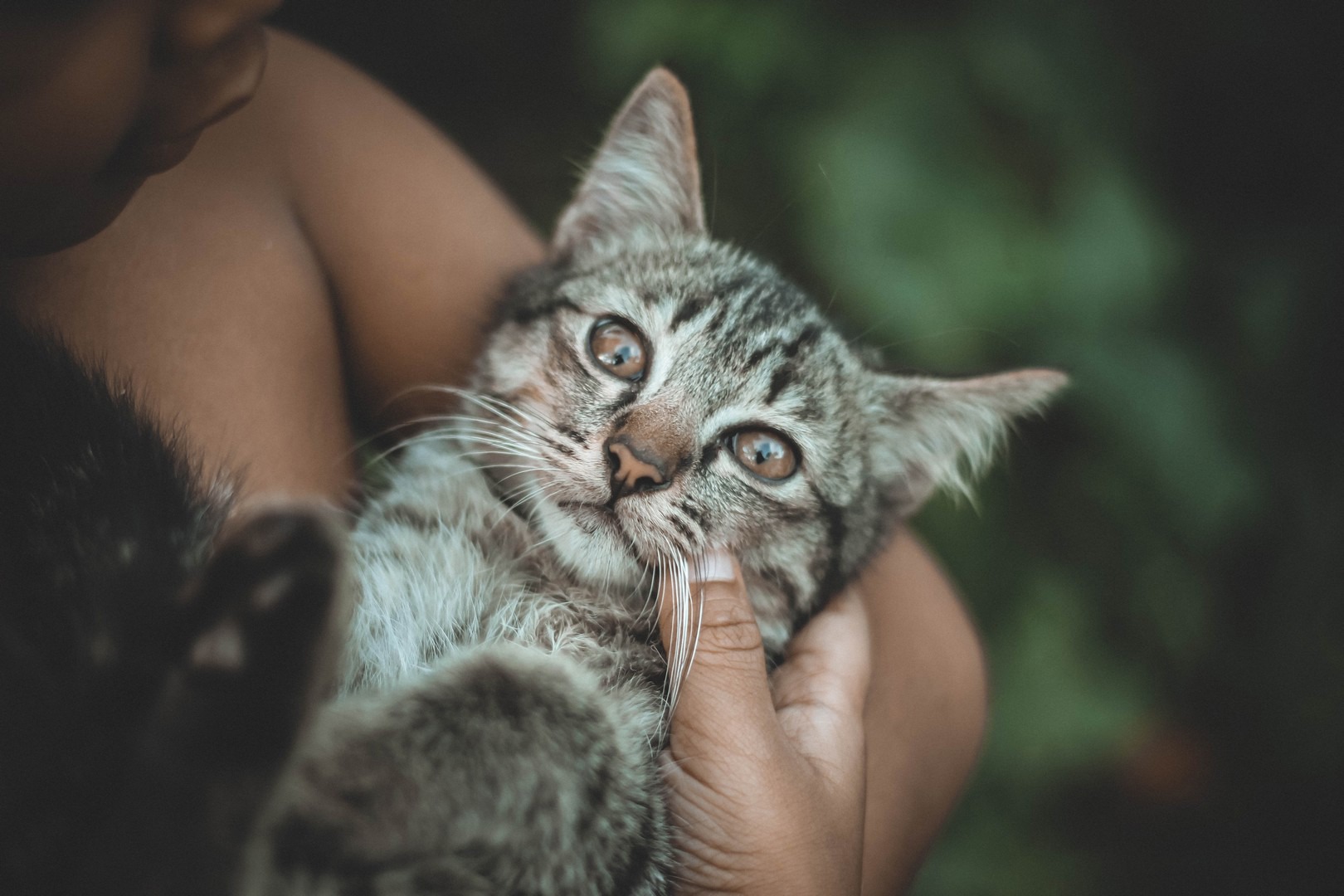 Cats and toxoplasmosis