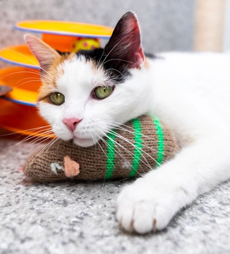 white-and-black cat with head resting on knitted mouse toy