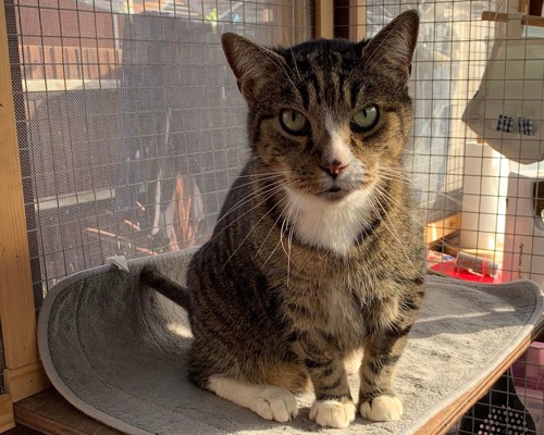 brown tabby-and-white cat