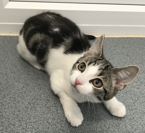 tabby-and-white kitten