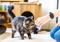 brown tabby cat sniffing a human's outstretched hand