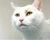 Elderly white cat