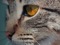 closeup of brown tabby cat's face