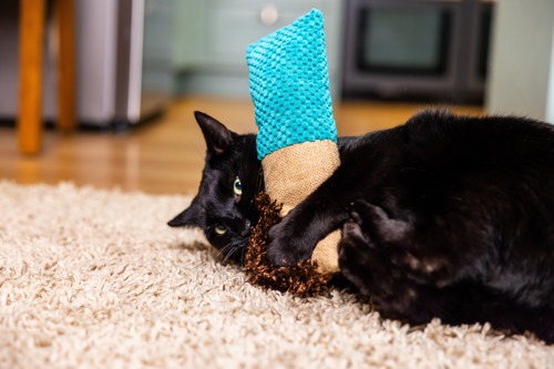 black cat playing with brown and blue kicker toy