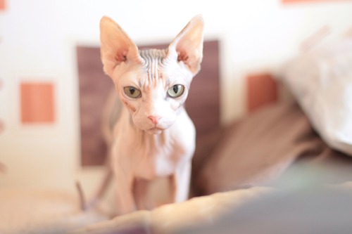 hairless sphynx cat standing on sofa