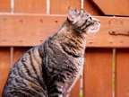 Tabby cat next to a garden fence