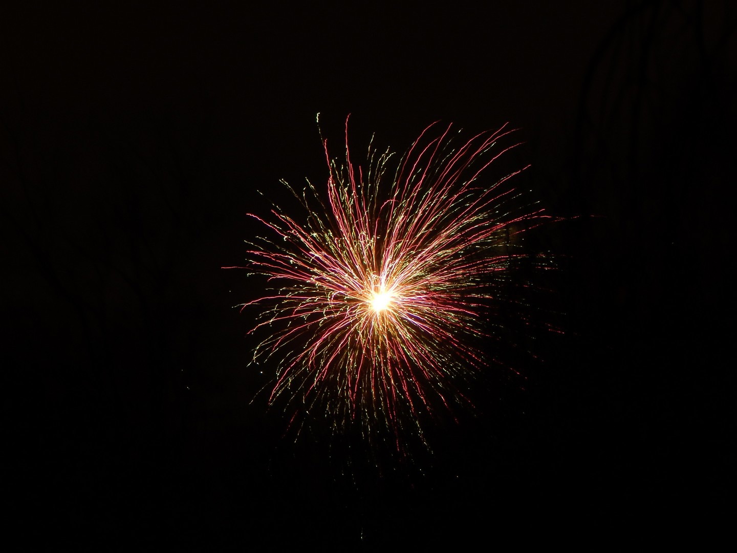 Cats and fireworks on Bonfire Night