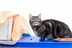 A tabby cat on a vet's table