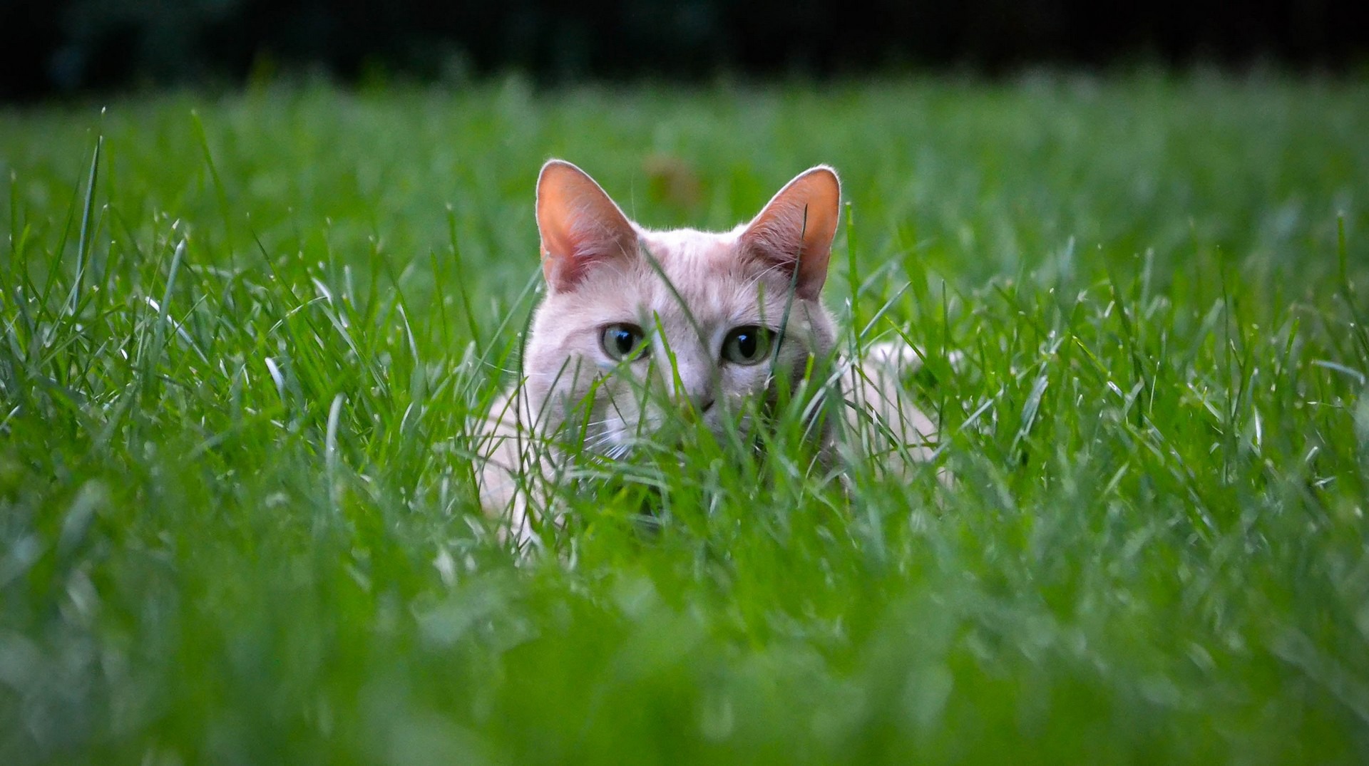 Garden and outdoors