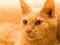 ginger cat