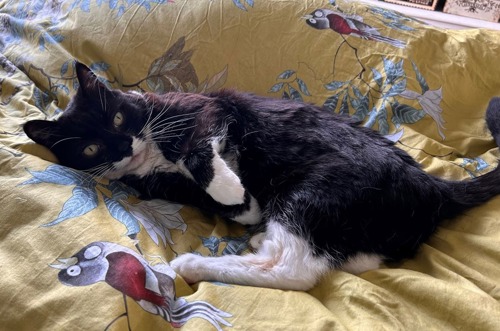 black-and-white cat lying on yellow duvet cover