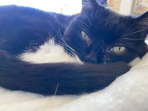 black-and-white cat curled up