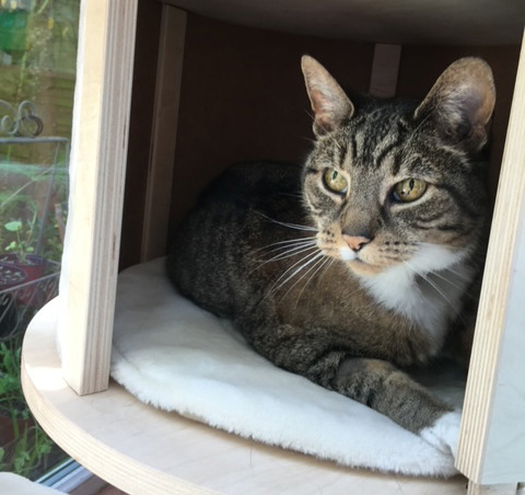 brown tabby cat sat inside wooden cat house