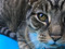 Close up of brown tabby cat