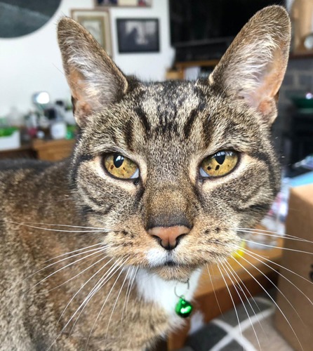 brown tabby cat with yellow eyes