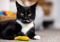 Black-and-white cat sat on the floor with yellow cat toy