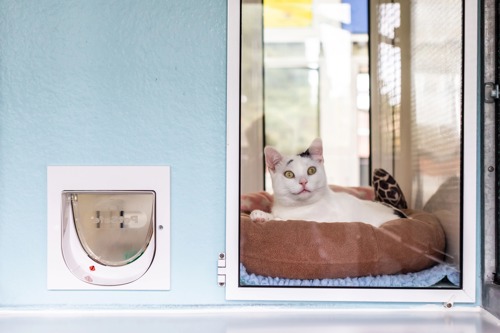 white-and-black cat sat behind glass in brown cat bed inside cattery pen with cat flap visible