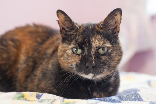 tortoiseshell cat