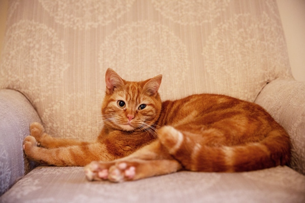 Should I get a male or female cat?