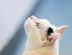 A white cat looking up