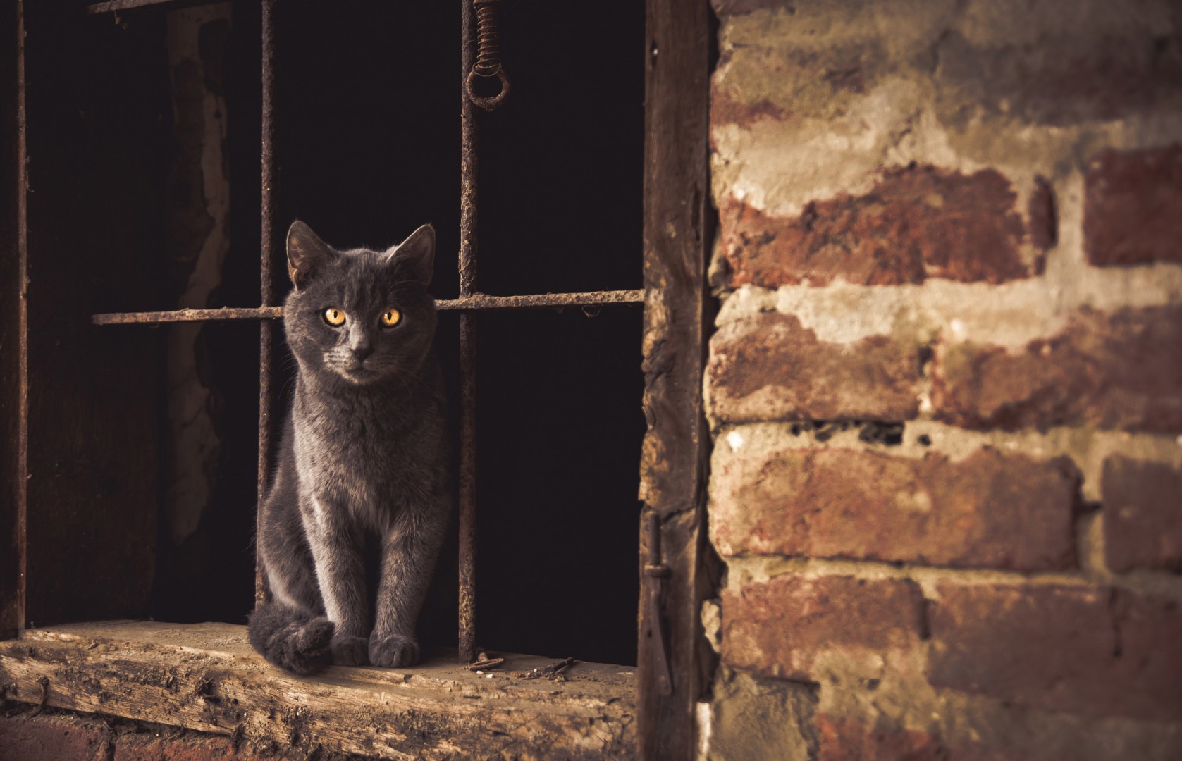 Outdoor cats