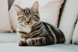 tabby cat sitting on sofa