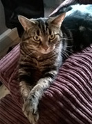 Elsa the tabby cat on a dark purple cushion