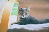 cat sitting in a chair