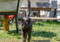 black feral cat walking across grass outdoors with a wheelbarrow out of focus in the background. The tip of one of the cat's ears is missing to show they are feral.