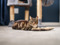Brown tabby cat lying on a carpet beside a cat toy, with a cat tree in the background.
