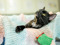 Tortoiseshell cat lying in cat bed lined with knitted blanket