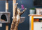 brown tabby-and-white cat leaping in the air to catch a purple feather fishing rod toy