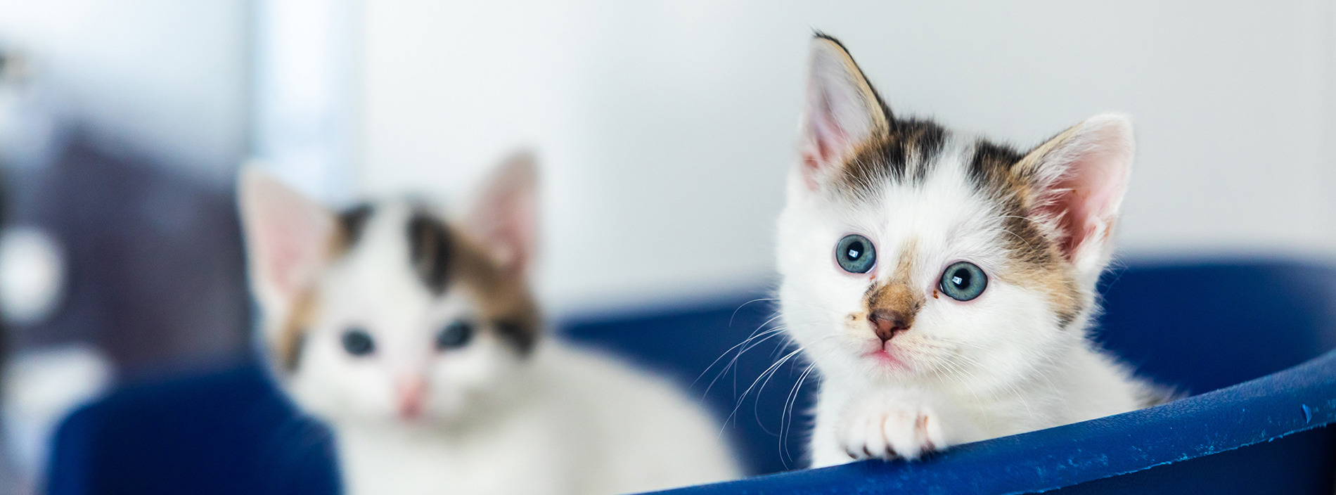 How old is that kitten? Use our kitten ageing chart