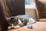 grey cut by curtains with mouse toy