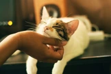 cat being stroked