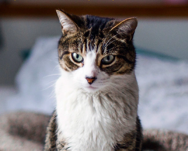 brown cat with light green eyes