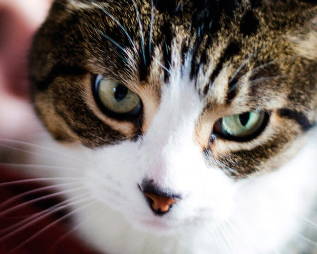 close up of brown and white cat