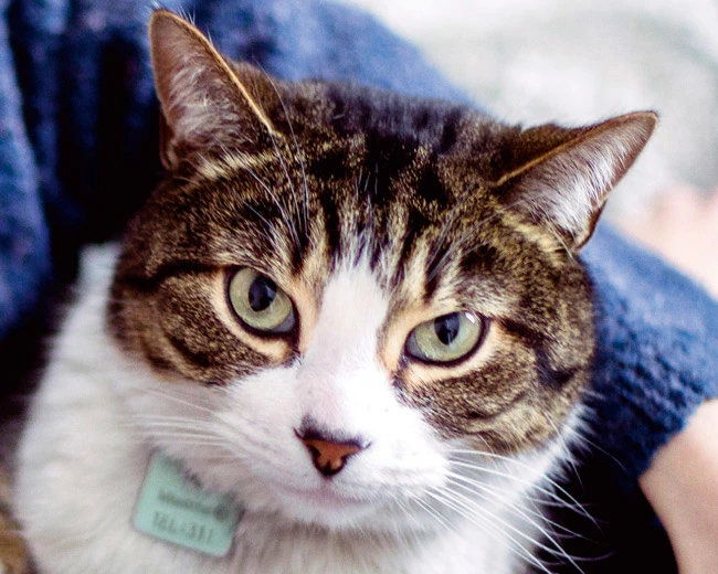 brown and white cat looking at camera