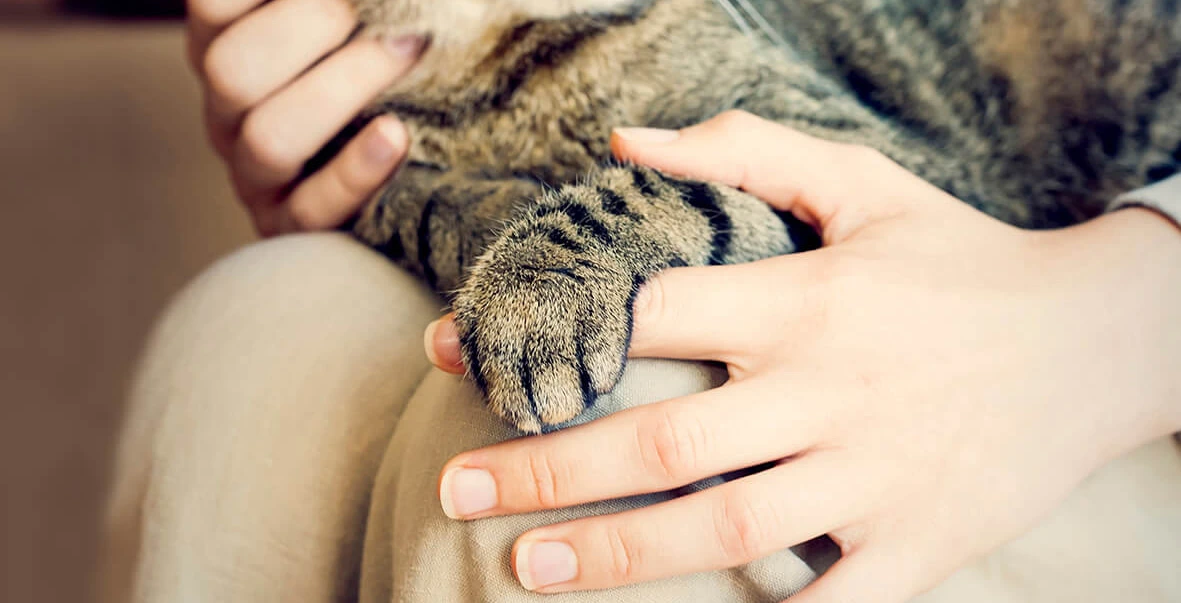 cat with paw in human hand