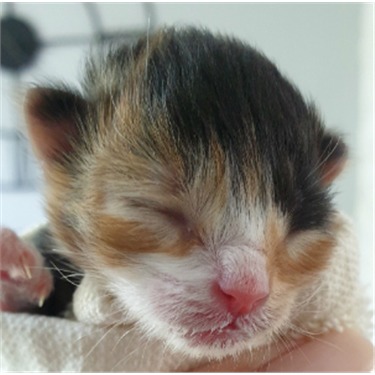 New born kitten