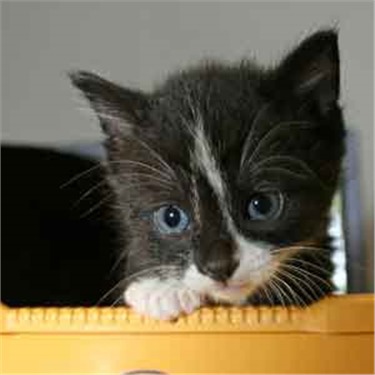 Black and white kitten