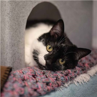 Black and white cat in Feline Fortress