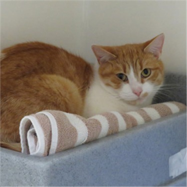 Ginger cat in its bed