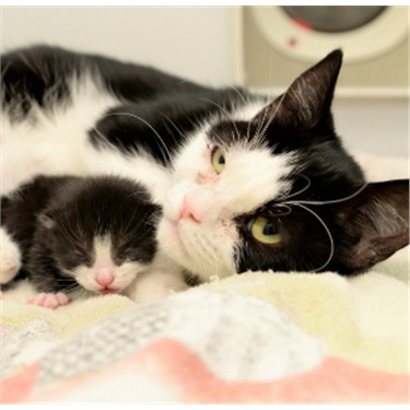 Black and white cat with kitten