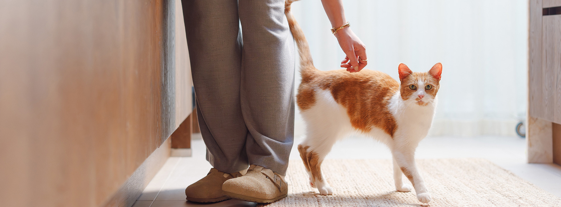 Cats and toxoplasmosis