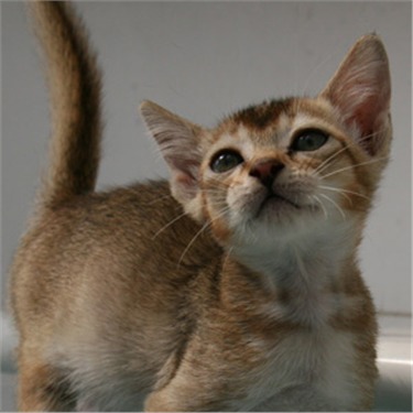 Cat that was a stowaway on an aeroplane