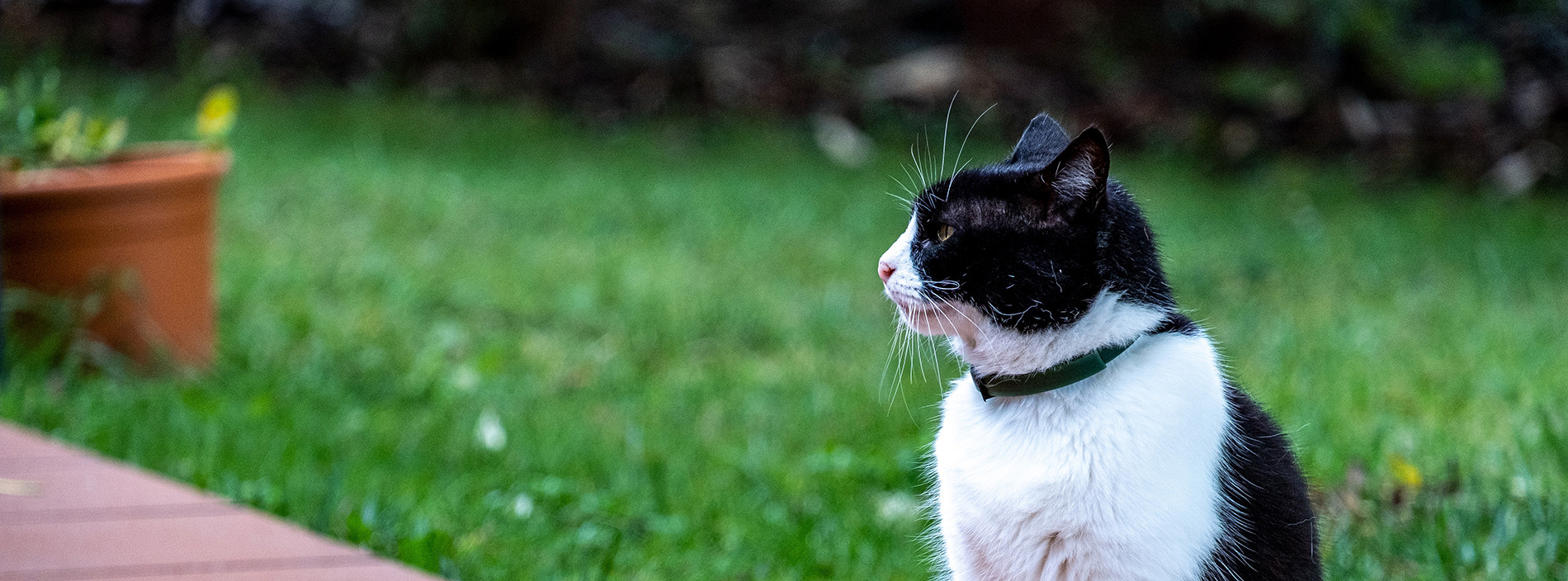 Choosing a cat collar