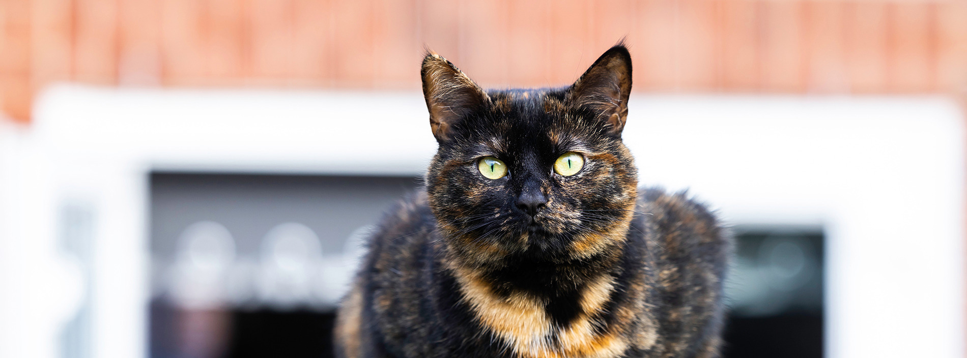 Keeping cats safe during building works