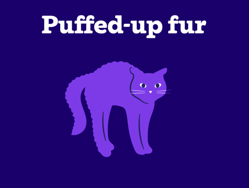 An illustration of an unhappy cat with puffed up fur